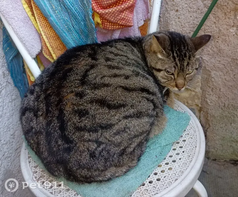 Chat européen trouvé à Tours - photo
