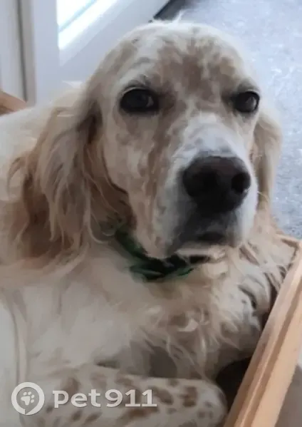 Opale, Setter Anglais Perdu - photo