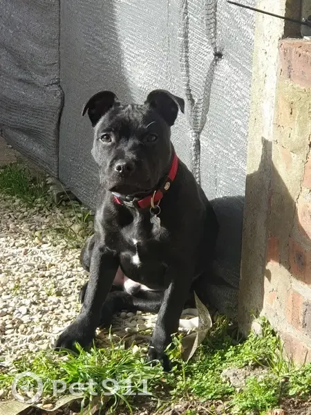 Staffie noir perdu, Ste-Mesme - photo