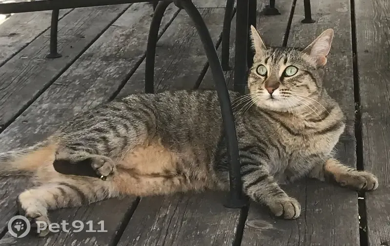 Chatte tigrée disparue à Saint-Raphaël - photo