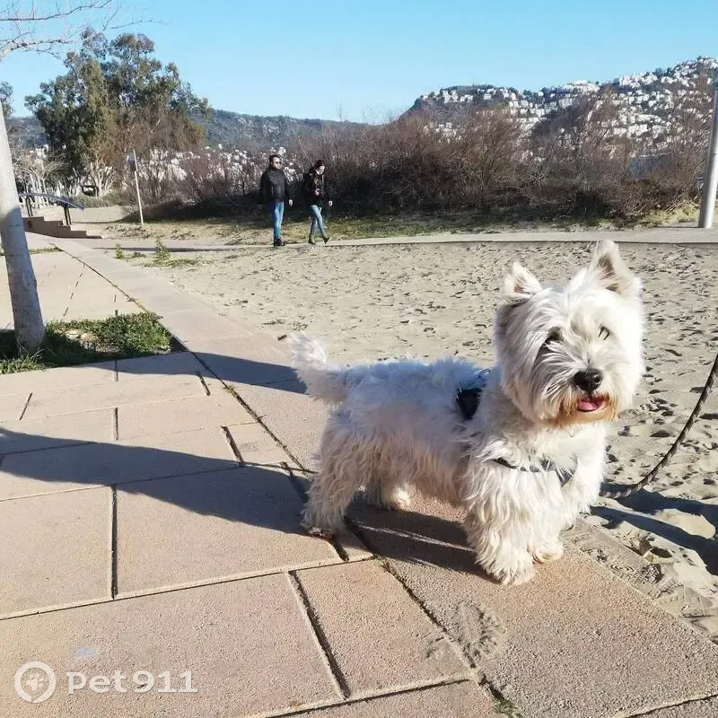 Westie blanc perdu à Genilac - photo