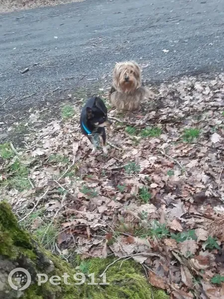 Chien perdu à Mareuil, Chauvigny - photo