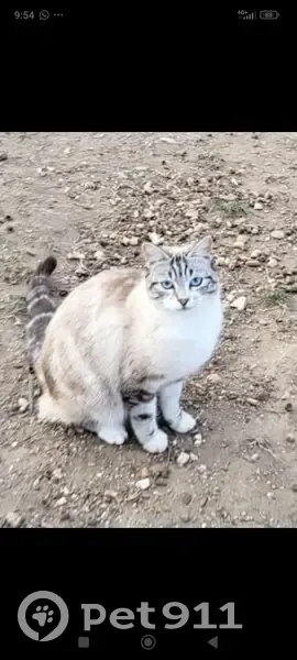 Chat perdu: Fourouilles, 1 an - photo