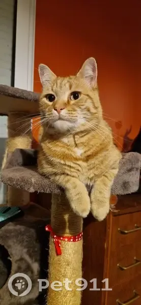 Chat roux perdu à Aigrefeuille - photo