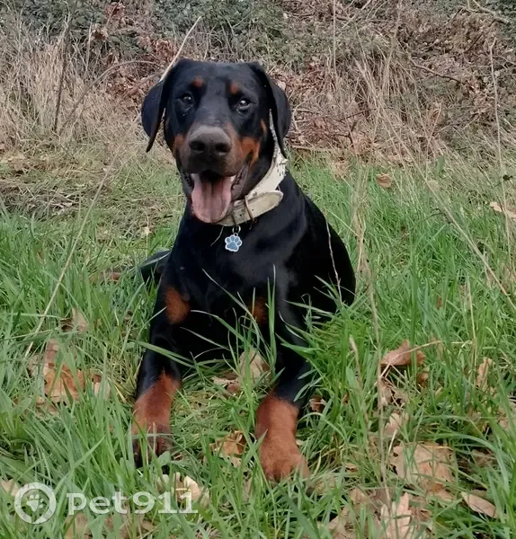 Dobermann perdu près d'Asnières - photo