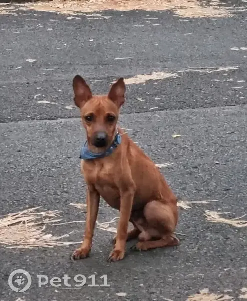 Chien Spitz Marron Perdu - photo