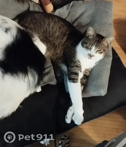 Chat Karma perdu à Oyeu - photo