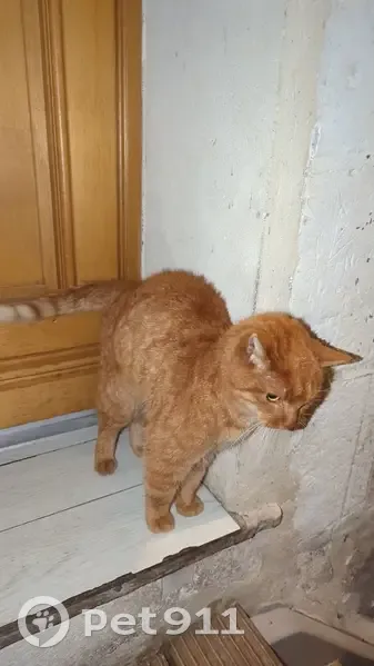 Chat roux trouvé, blessé et maigre - photo