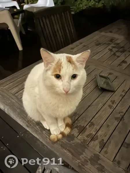 Chat blanc et roux trouvé à Tarbes - photo