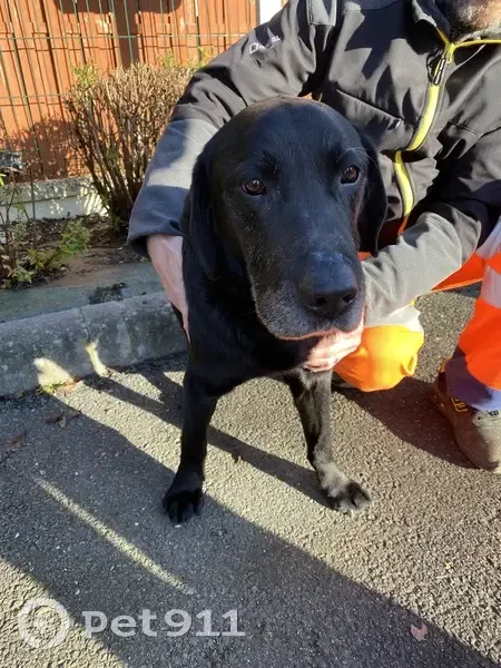 Trouvé: Labrador noir âgé et doux - photo