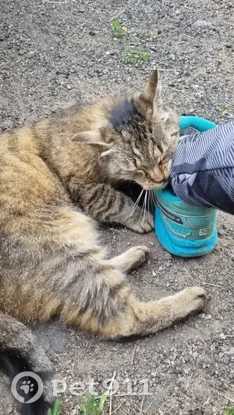 Chatte tigrée perdue à Gérardmer - photo