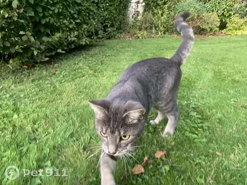Chatte tigrée perdue à Laval - photo