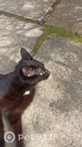 Chatte noire trouvée à Montbéliard - photo