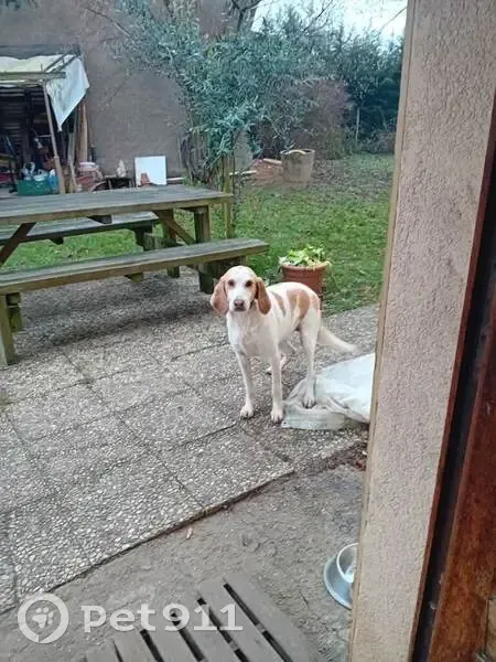 Chienne Anglo perdue à Chaneins - photo