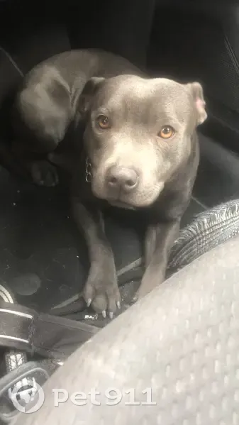 Staffie bleue perdue à Nîmes - photo