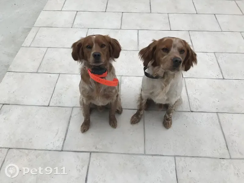 Deux épagneuls perdus à Boutigny - photo