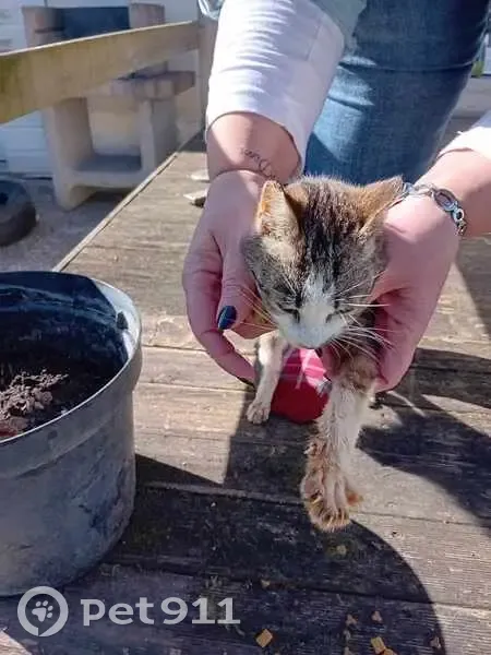 Chat tigré maigre trouvé à Saint-Pé - photo