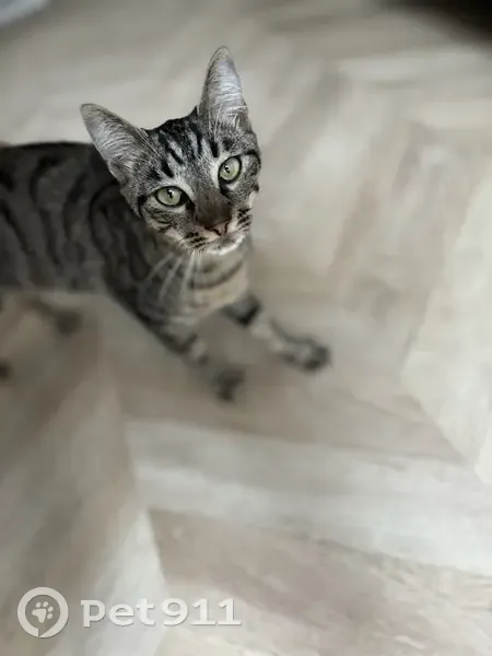 Chaton perdu à Cherbourg - photo