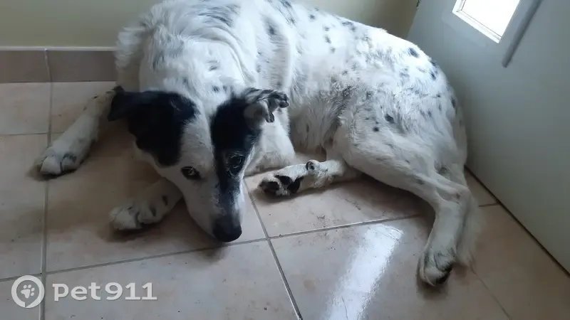 Chien blanc et noir blessé trouvé - photo