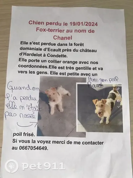 Chienne Shanel perdue - Aidez-nous! - photo