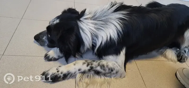 Border Collie trouvé à Cavaillon - photo