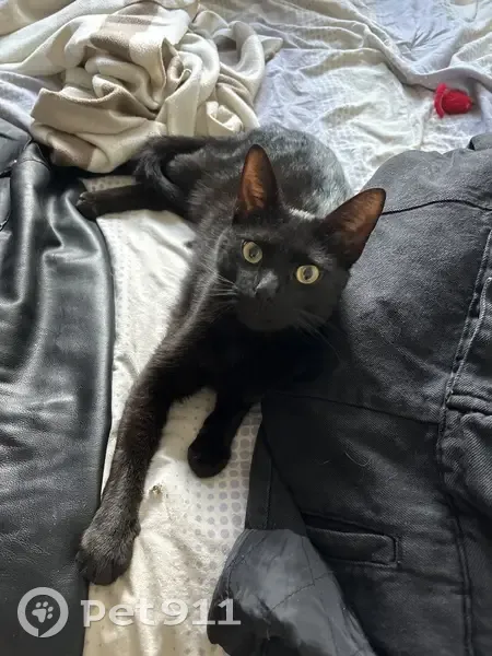 Chat noir affectueux trouvé à Rezé - photo