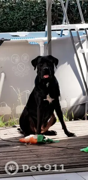Meïka, Cane Corso perdue à Tarnos - photo