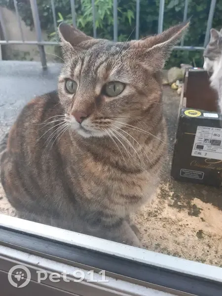 Chat errant à Caen trouvé - photo