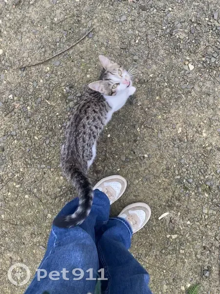Chat perdu non identifié à Rennes - photo