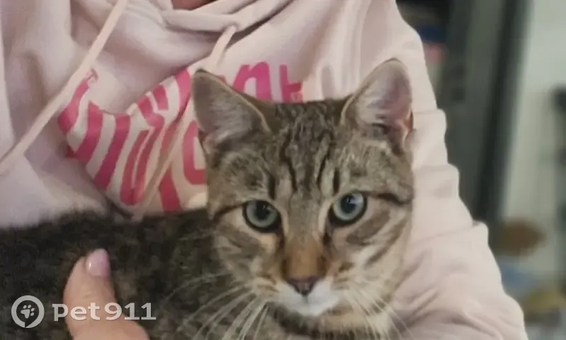 Chat tigré Chacha perdu à Deaux - photo