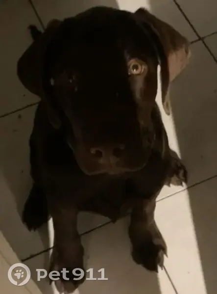 Chien Urus Labrador Perdu - photo