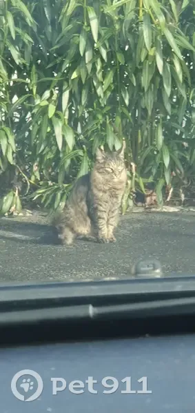 Chat tigré pucé trouvé près de Cubnezais - photo