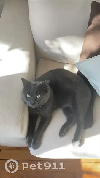 Chat gris Balou perdu à Nice - photo