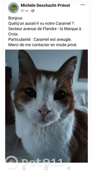 Chat aveugle Caramel perdu à Croix - photo
