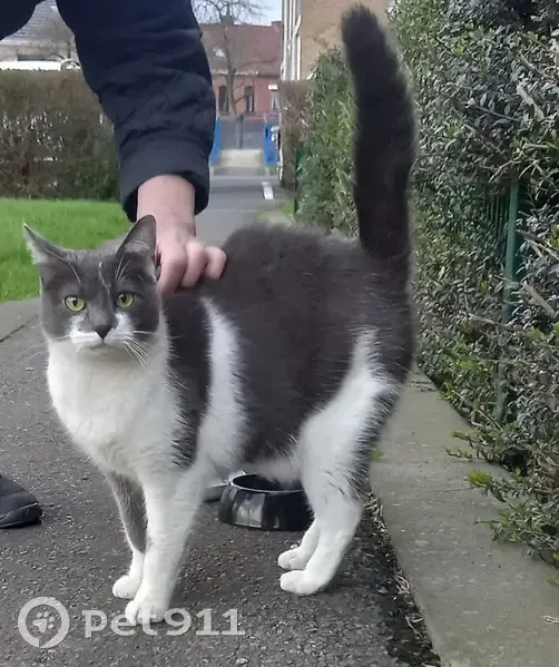 Chat perdu: câlin et stressé à Tourcoing - photo
