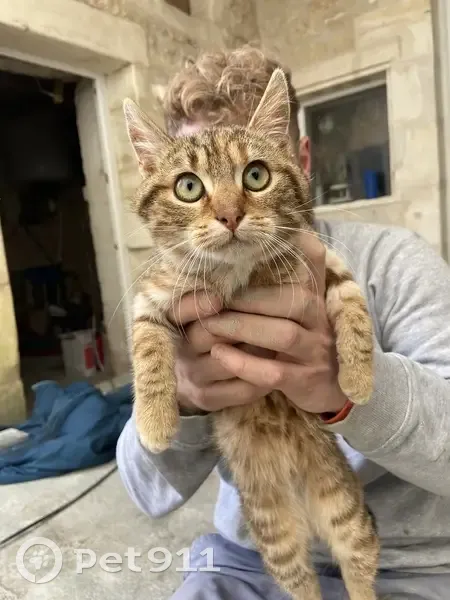 Chaton perdu retrouvé à St-Hippolyte - photo