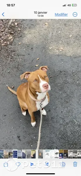 Staffie fauve perdu à Bordeaux - photo