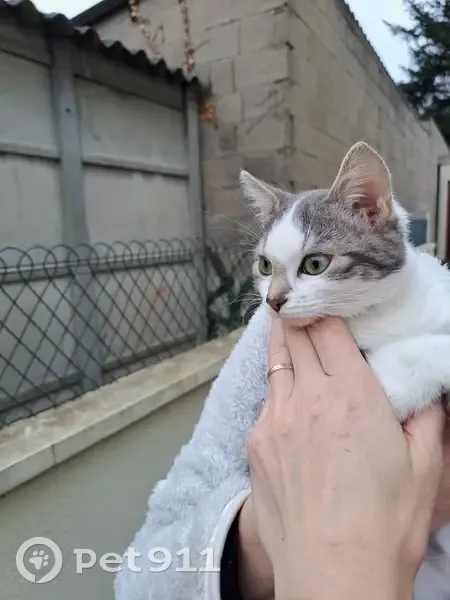 Chaton gris-blanc trouvé à Montluçon - photo