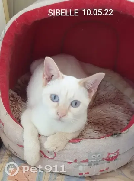 Chat siamois perdu, Colombes - photo