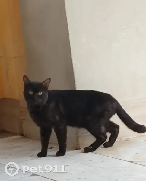 Chat noir perdu à Fréjus - photo