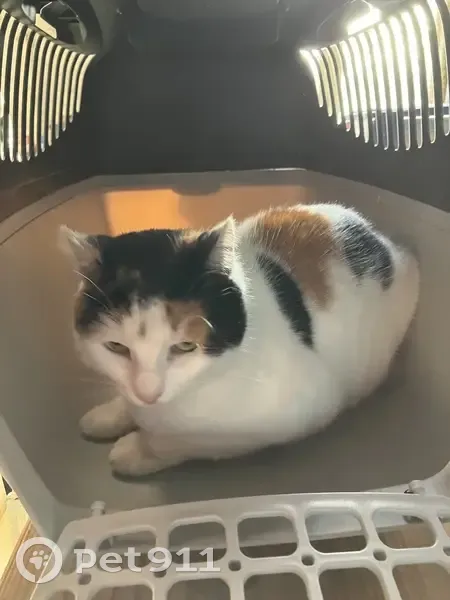 Chat câlin trouvé à Couvains - photo