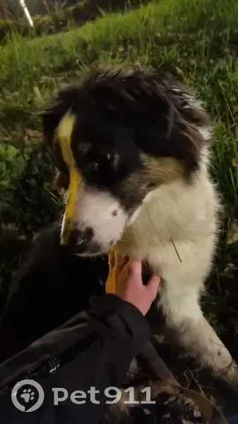 Chien tricolore trouvé, Challes-les-Eaux - photo