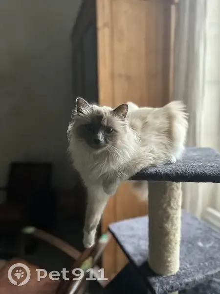 Chatte Birmanie perdue à Boëssé - photo