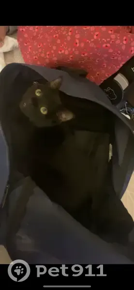 Chatte noire perdue à Ars-sur-Moselle - photo
