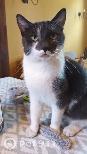 Chat Blum perdu à Roubaix - photo