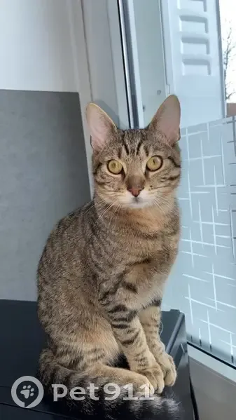 Chaton tigré disparu à Montreuil - photo