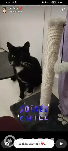Chat noir/blanc Nicolas perdu - photo
