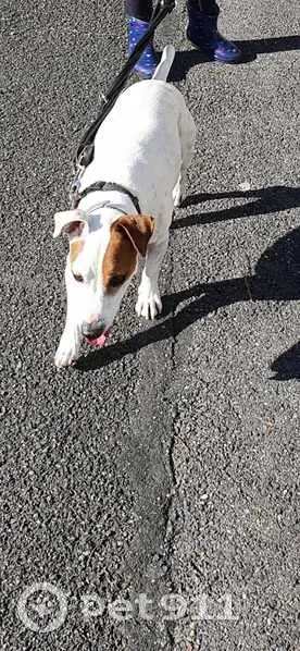 Jack Russell perdu à Mitry-Mory - photo