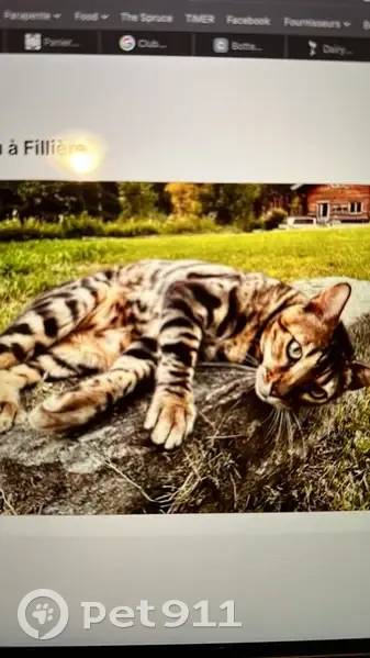 Chat Bengal perdu - Fillière - photo