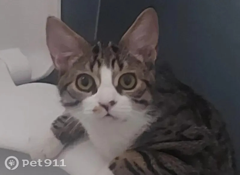Chat tigré perdu à Peujard - photo